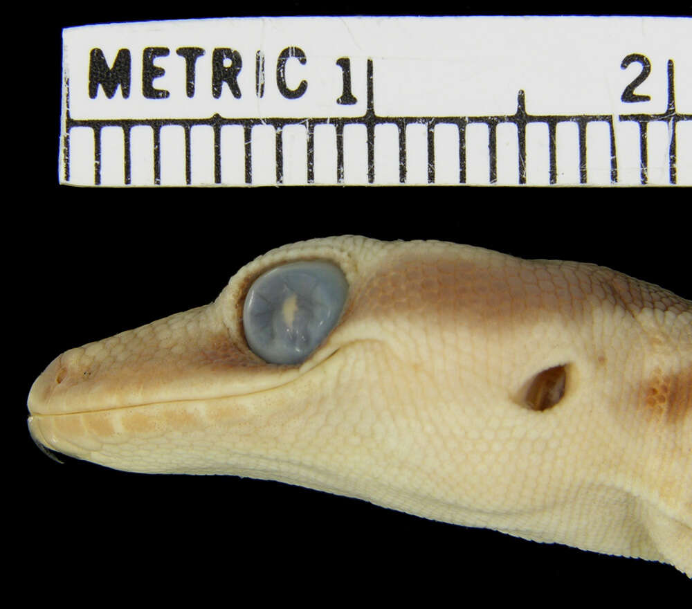 Image of Northern Velvet Gecko