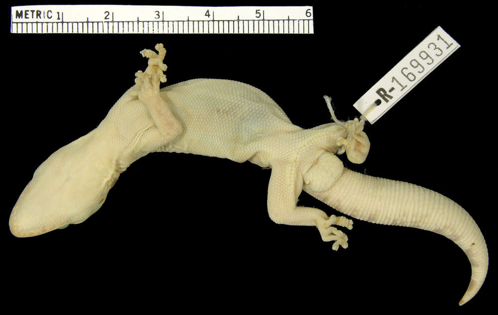 Image of Northern Velvet Gecko