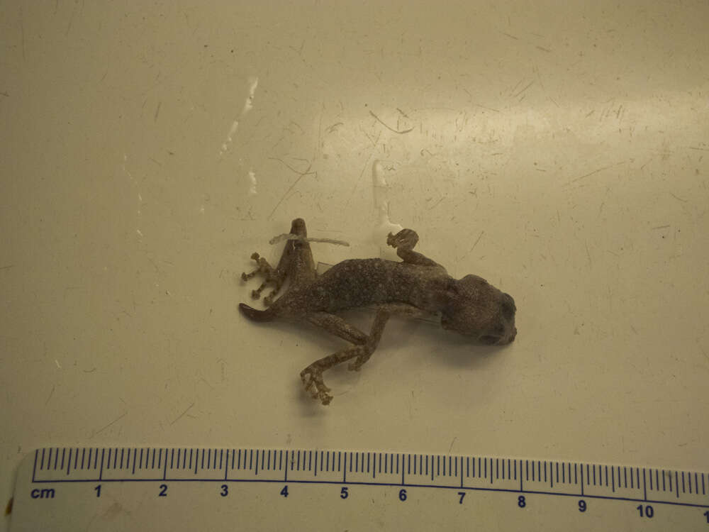 Image of Fan-fingered gecko