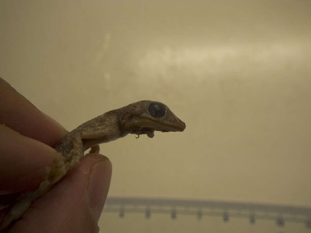 Image of Fan-fingered gecko