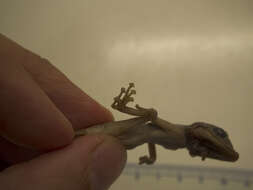 Image of Fan-fingered gecko