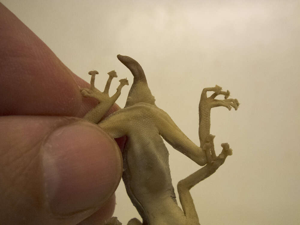 Image of Fan-fingered gecko