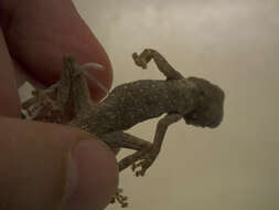 Image of Fan-fingered gecko