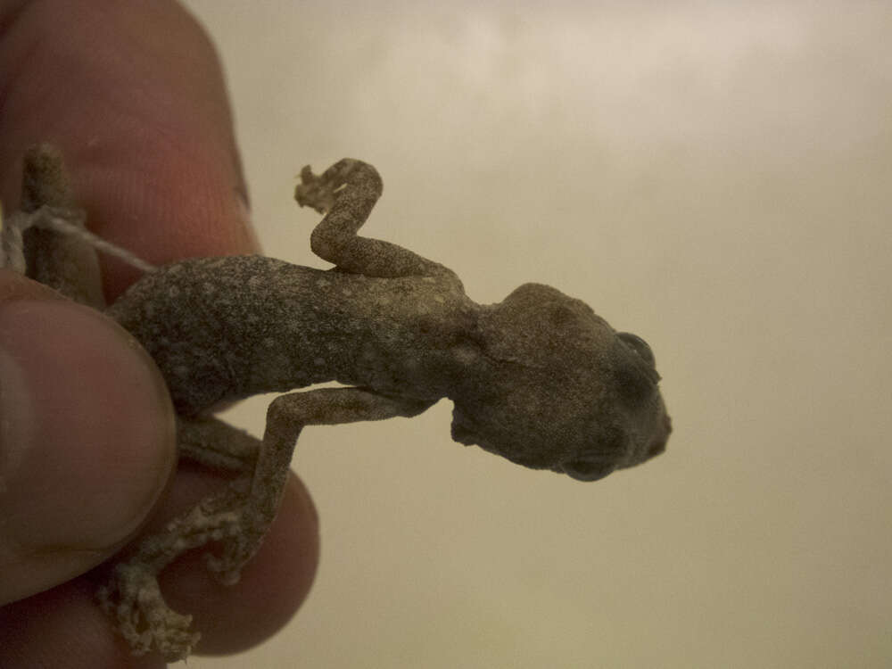 Image of Fan-fingered gecko