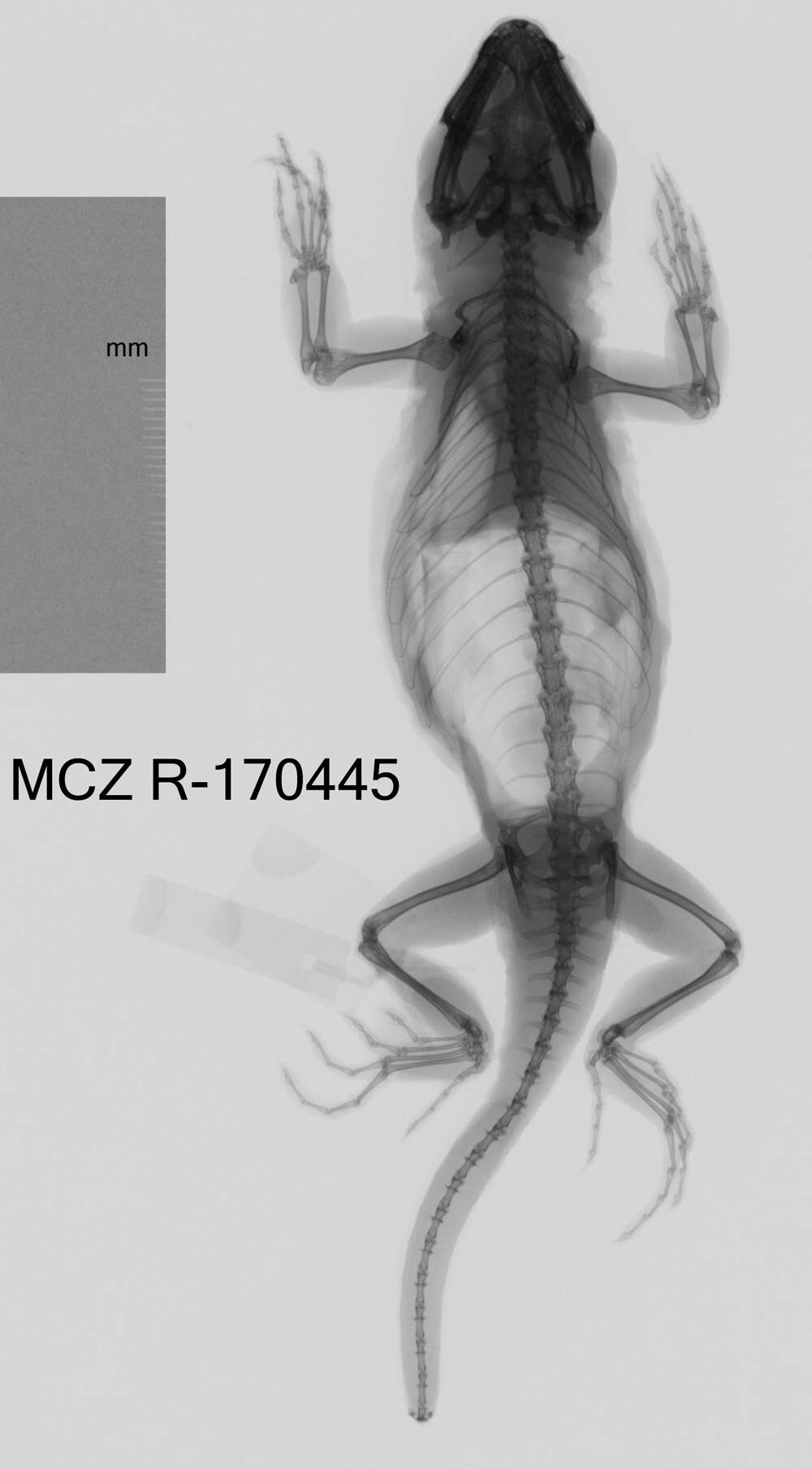 Image de Pristidactylus scapulatus (Burmeister 1861)