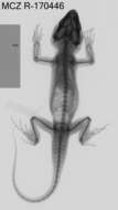 Image de Pristidactylus scapulatus (Burmeister 1861)