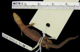 Image of Lepidoblepharis williamsi Ayala & Serna 1986