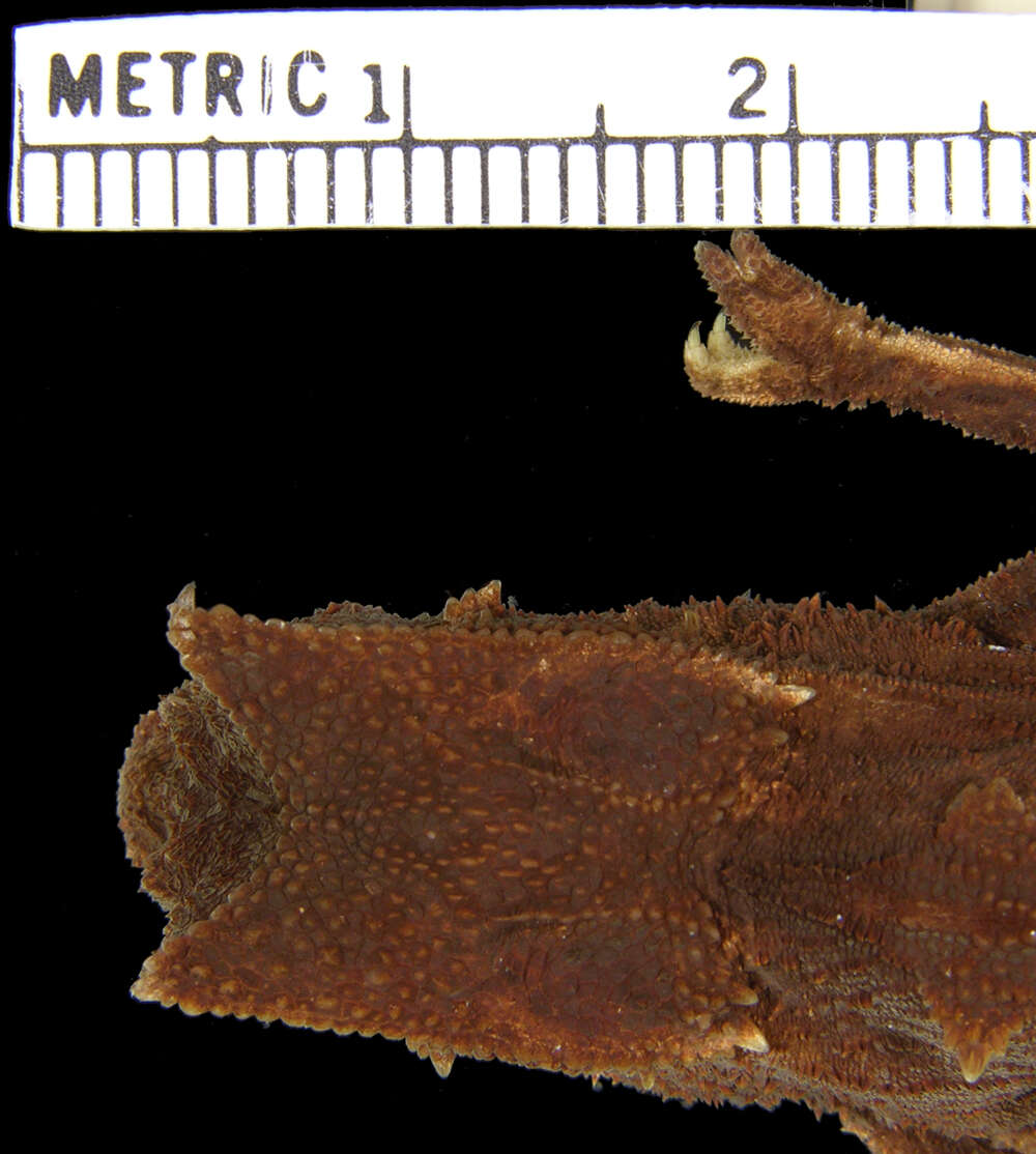 Brookesia griveaudi Brygoo, Blanc & Domergue 1974的圖片