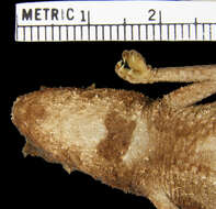 Brookesia griveaudi Brygoo, Blanc & Domergue 1974的圖片