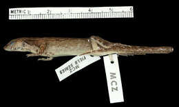 Image of Banded Sphenomorphus