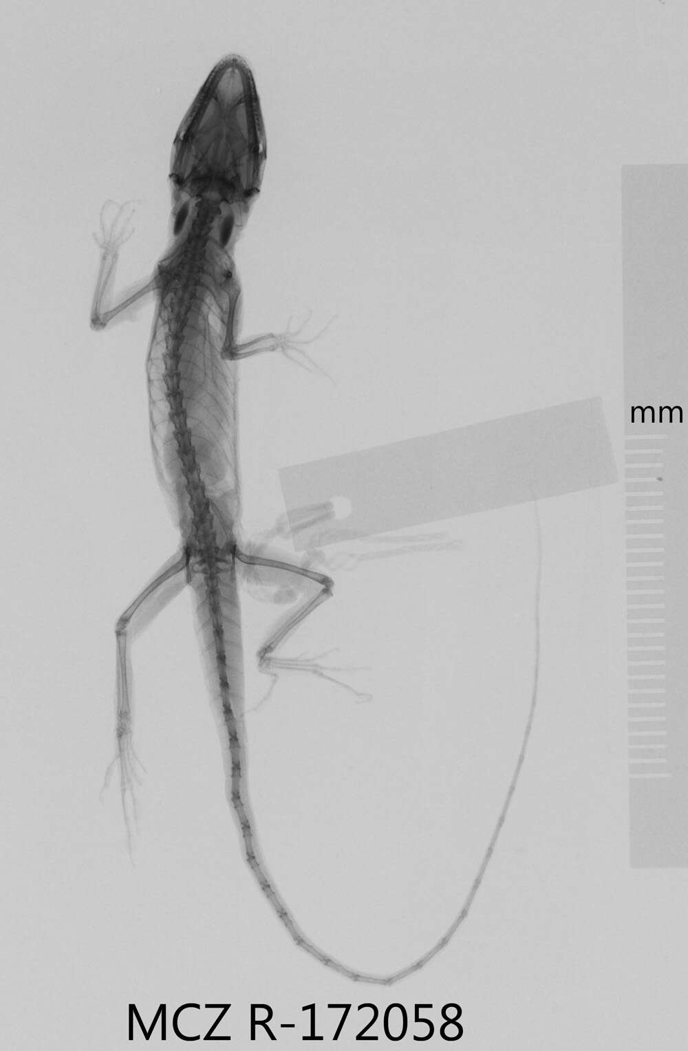 Anolis litoralis Garrido 1975 resmi