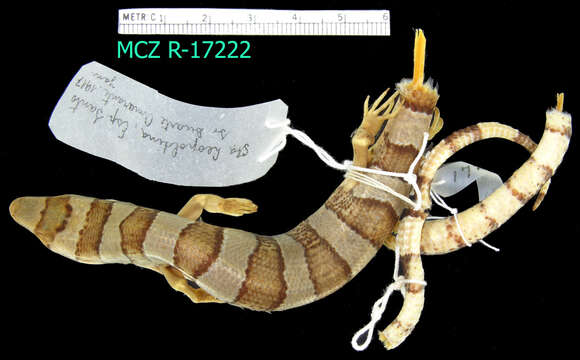 Image of Diploglossus fasciatus (Gray 1831)