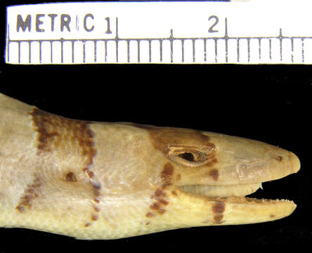 Image of Diploglossus fasciatus (Gray 1831)