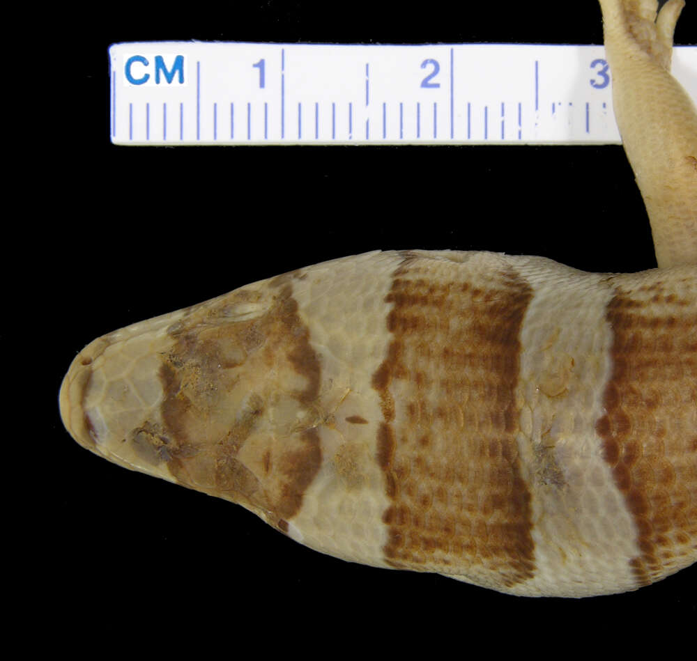 Image of Diploglossus fasciatus (Gray 1831)