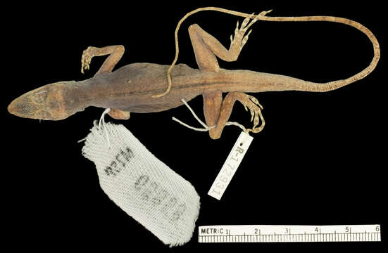 Image of <i>Anolis philopunctatus</i>