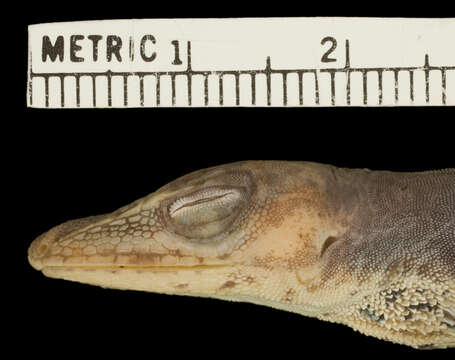 Image of <i>Anolis philopunctatus</i>