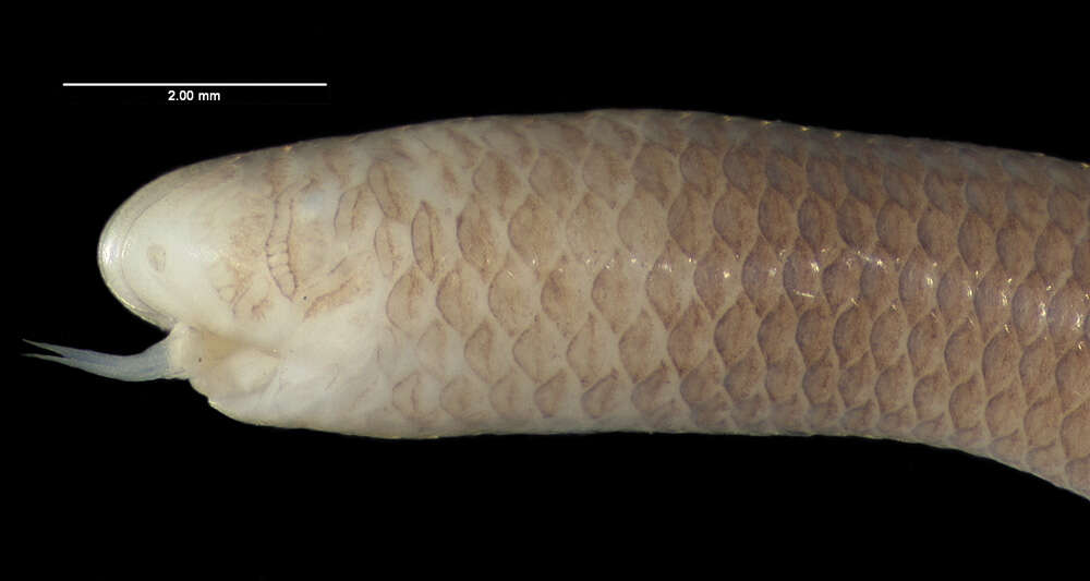 Image of Indotyphlops lazelli (Wallach & Pauwels 2004)