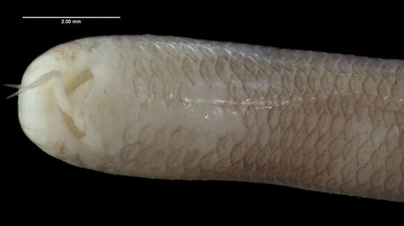 Image of Indotyphlops lazelli (Wallach & Pauwels 2004)