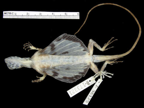 Image of Draco caerulhians Lazell 1992