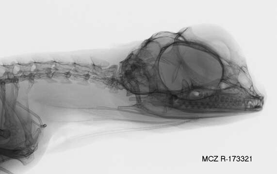 Image de Draco caerulhians Lazell 1992