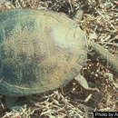 Image of Pritchard's Snakeneck Turtle