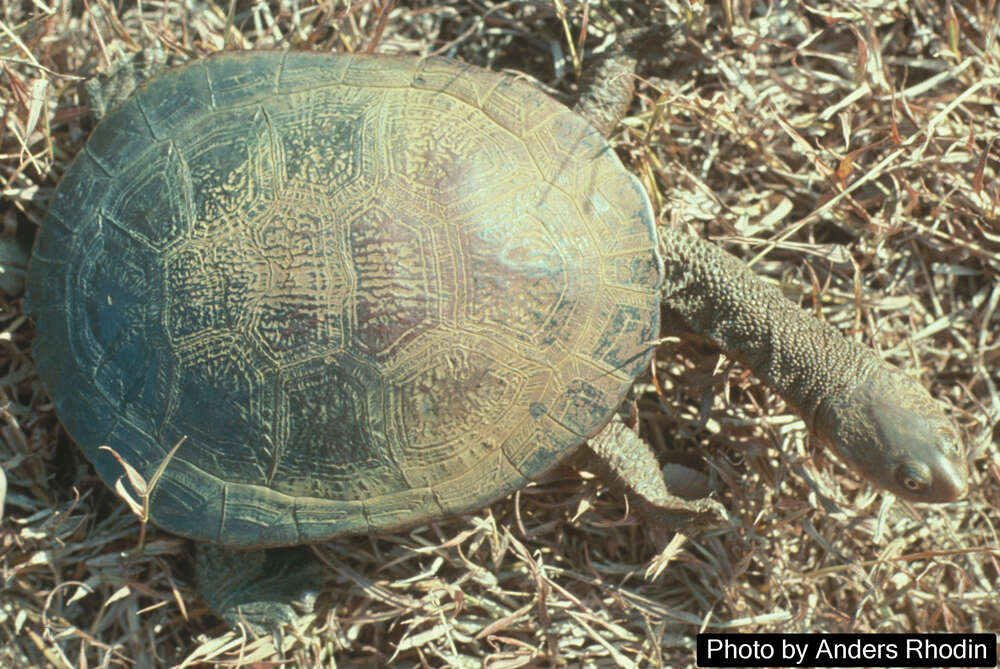 Image of Pritchard's Snakeneck Turtle
