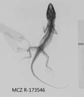 Anolis litoralis Garrido 1975 resmi