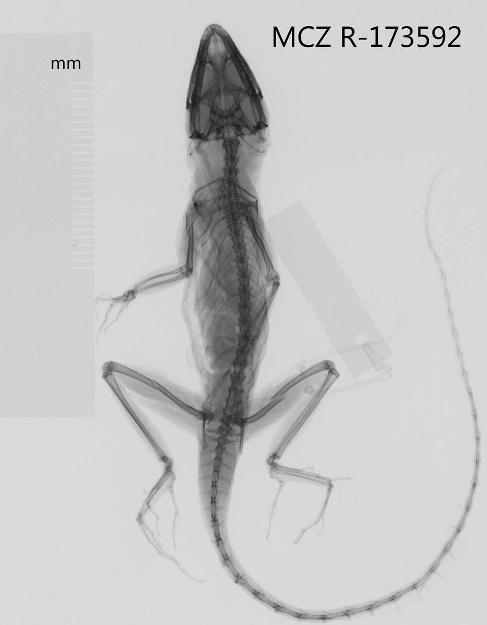 Image of Bueycito Anole