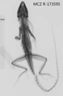 Image of Bueycito Anole