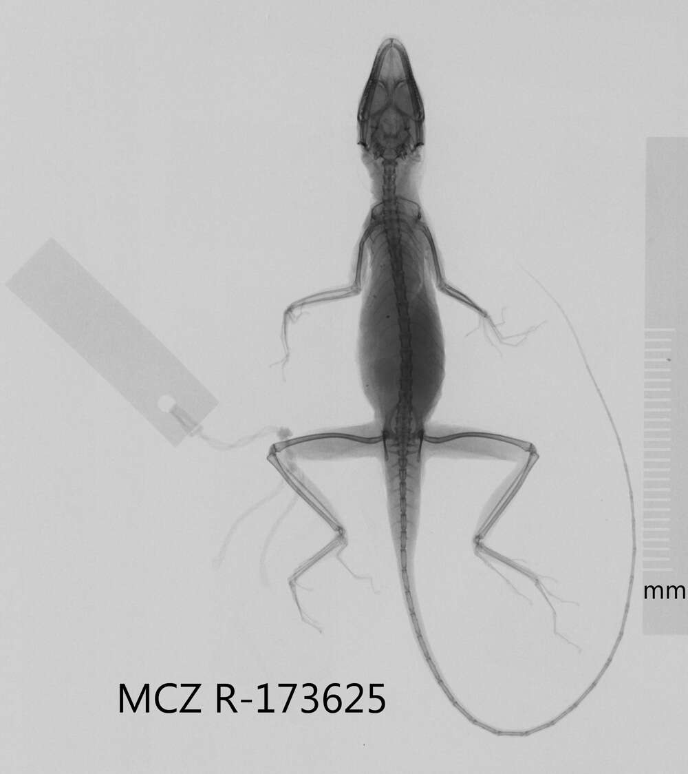 Image of Guantanamo  Anole