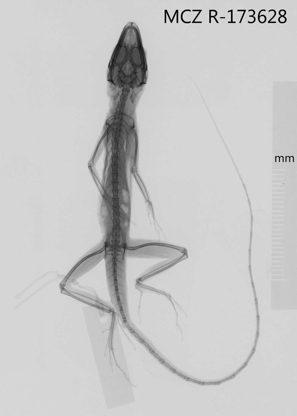 Image of Guantanamo  Anole