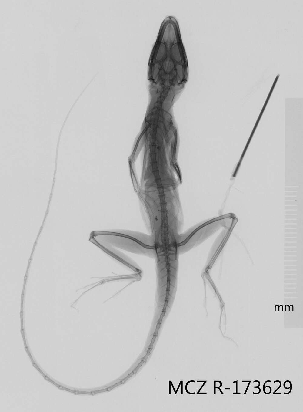 Image of Guantanamo  Anole