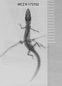 Image of big-scaled least gecko