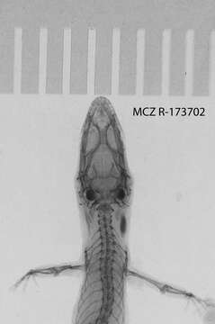 Image of big-scaled least gecko