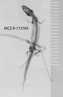 Image of big-scaled least gecko