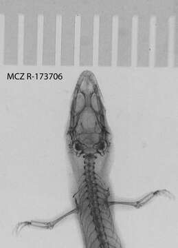 Image of big-scaled least gecko