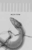 Image of big-scaled least gecko