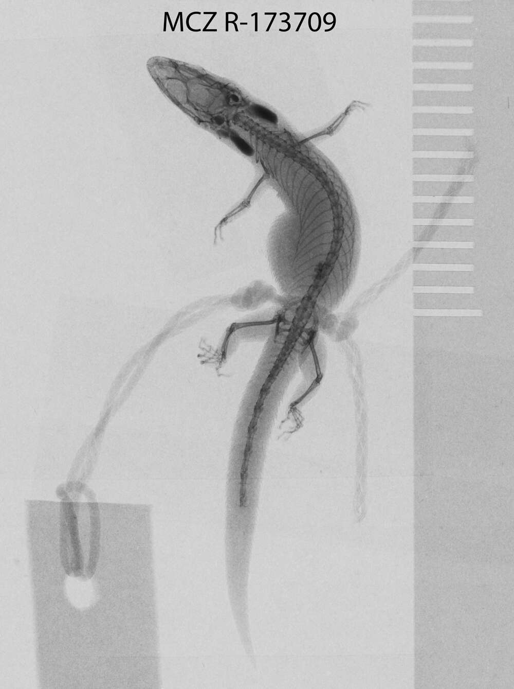 Image of big-scaled least gecko