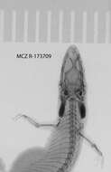 Image of big-scaled least gecko