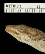 Anolis bonairensis Ruthven 1923 resmi