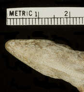 Anolis bonairensis Ruthven 1923 resmi