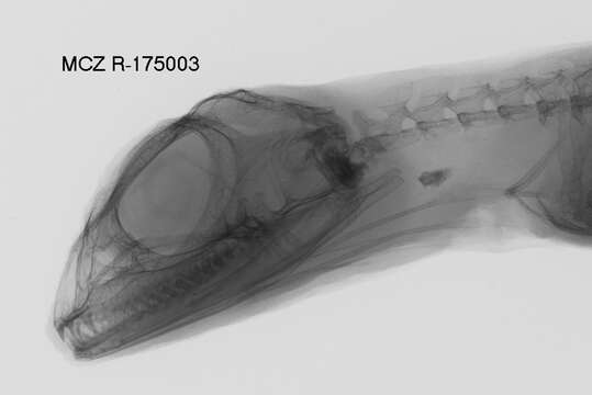 Image of Draco maculatus whiteheadi Boulenger 1900