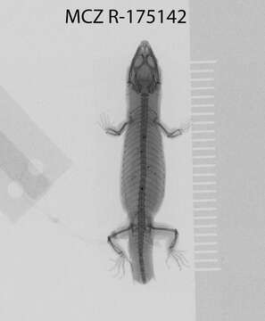 Image of Sphaerodactylus kirbyi Lazell 1994