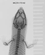 Image of Sphaerodactylus kirbyi Lazell 1994