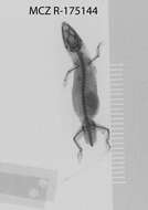 Image of Sphaerodactylus kirbyi Lazell 1994