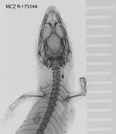 Image of Sphaerodactylus kirbyi Lazell 1994