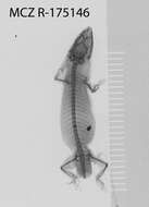 Image of Sphaerodactylus kirbyi Lazell 1994