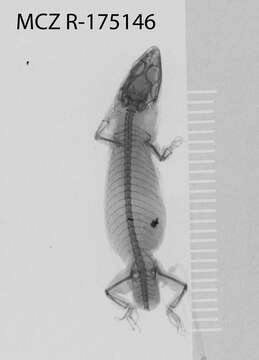 Image of Sphaerodactylus kirbyi Lazell 1994