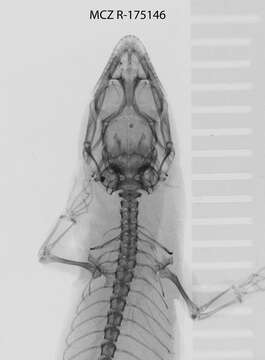 Image of Sphaerodactylus kirbyi Lazell 1994