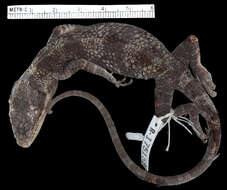 Image of Anolis vanzolinii (Williams, Orces, Matheus & Bleiweiss 1996)